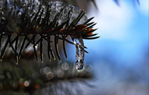 Background, barb, icicle, a sprig of spruce