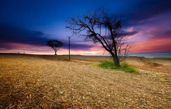 Picture field, the sky, sunset, tree