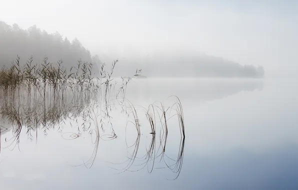 Nature, fog, lake, morning