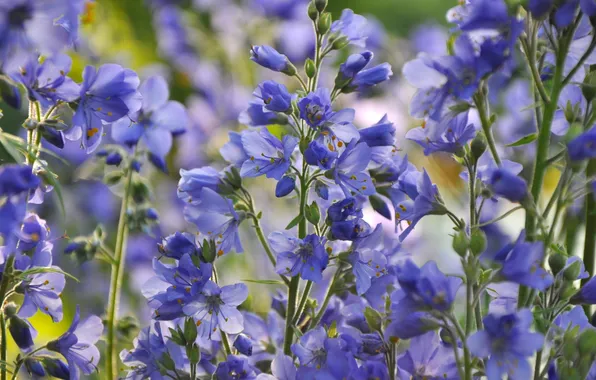Picture macro, blue, petals