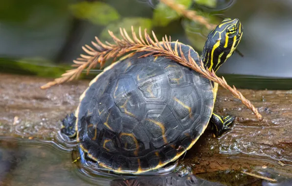 Water, strips, lake, pond, sprig, turtle, log, pond