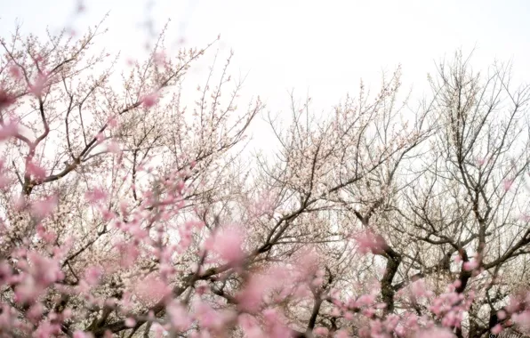 Trees, flowers, branches, pink, spring, Sakura, flowering