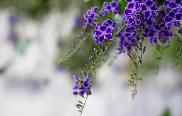 Picture macro, flowers, branches, petals, blur, purple, Duranta, pigeon berry