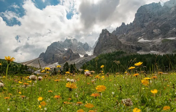 Picture summer, flowers, mountains, Alps, meadow, The Dolomites