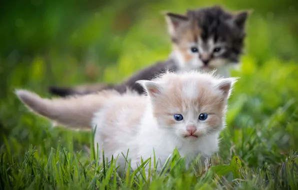 Cat, grass, look, pose, kitty, kittens, face, two kittens
