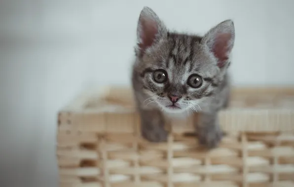 Look, basket, baby, muzzle, kitty