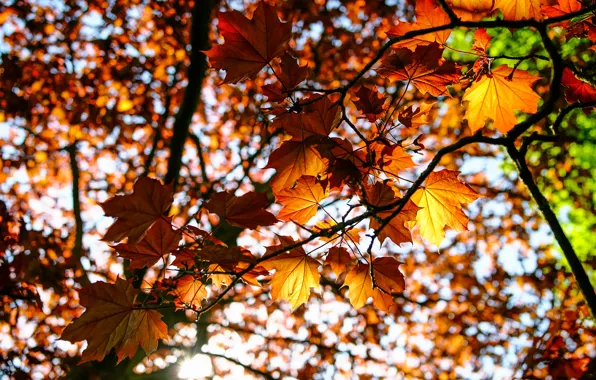 Autumn, leaves, branches, nature, maple, sunlight