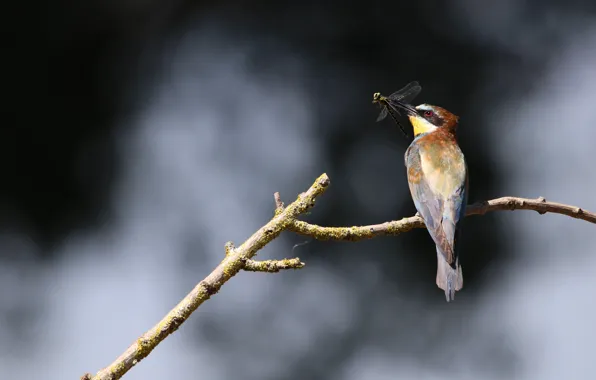 Bird, branch, dragonfly, mining, European bee-eater