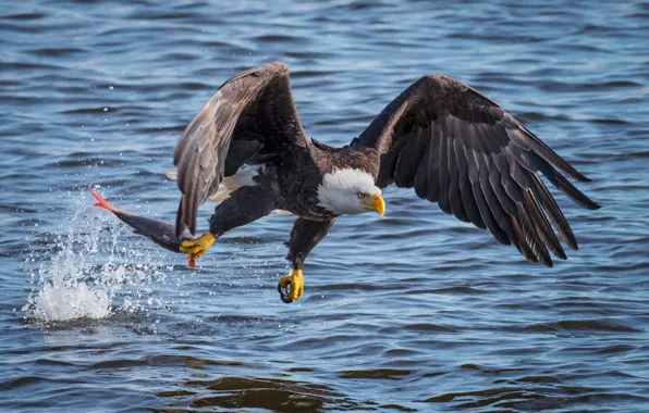 Picture water, bird, eagle, fish, flight, catch, bald eagle, white - tailed eagle