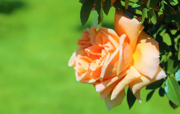 Flower, leaves, rose, orange, Bud, green background, yellow