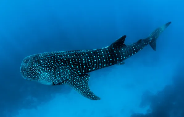 Picture maldives, shark, whaleshark, underwater photography of black fish
