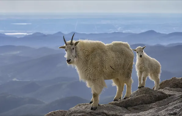 Nature, view, Colorado, USA, two, animals, nature, view