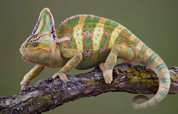Colorful, lizard, reptile, veiled chameleon, arabia