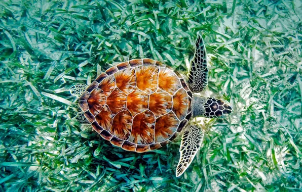 Sea, algae, Hawaii, reptile, green turtle