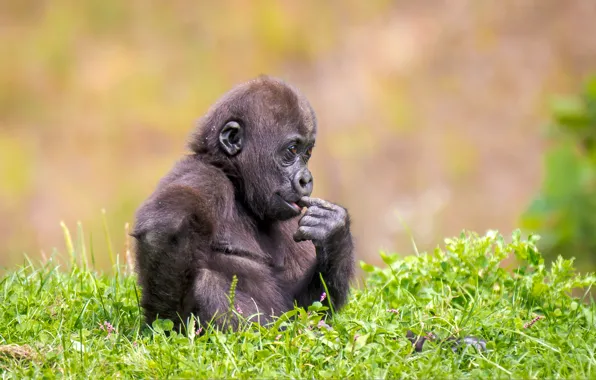 Picture summer, grass, nature, animal, monkey, cub, the primacy of