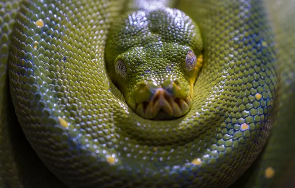 Look, face, snake, Python, green, reptile