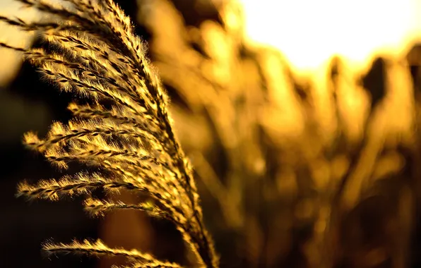 The sun, sunset, ears