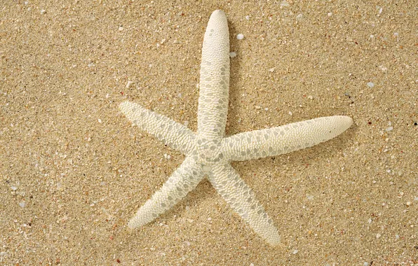 Sand, white, macro, surface, starfish