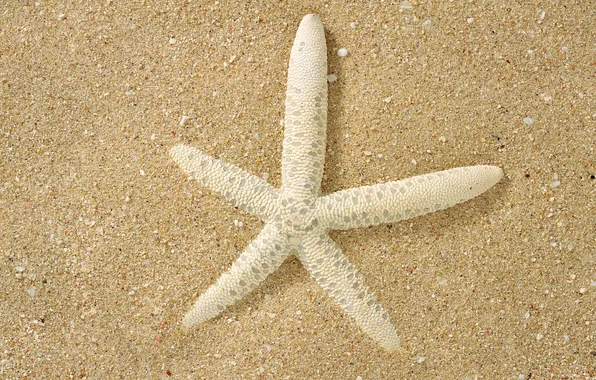 Picture sand, macro, surface, white, starfish