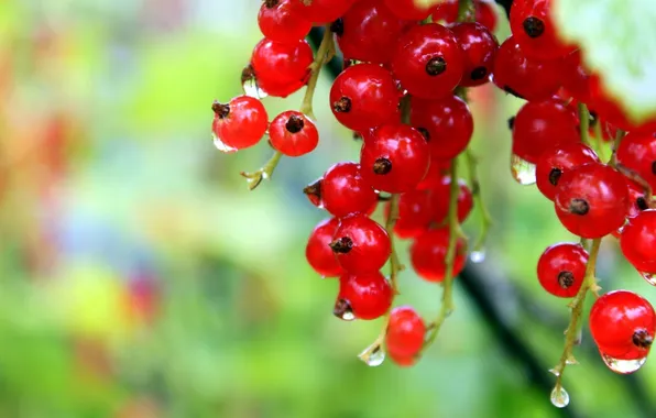 Macro, red, currants, cheaply