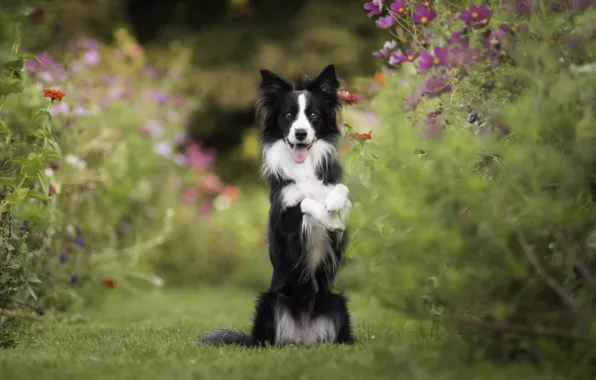 Picture flowers, mood, dog, stand, kosmeya, The border collie