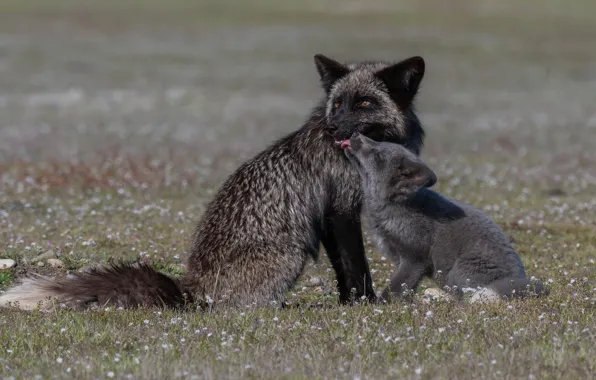 Flowers, Fox, cub, Fox, Silver Fox