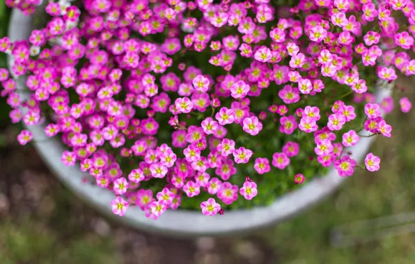 Flowers, nature, nature, flowers