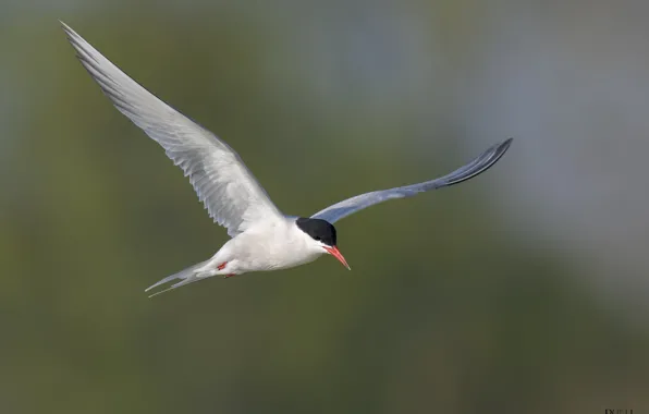 Nature, background, bird, Seagull, flies, DUELL ©