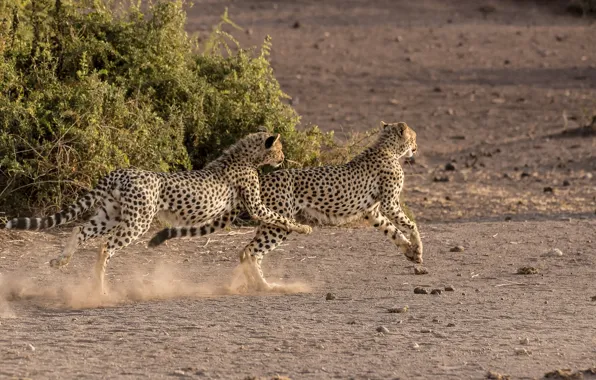 The game, predators, running, pair, Savannah, wild cats, young, cheetahs