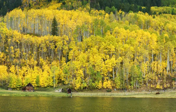 Autumn, lake, Colorado, USA, aspen, Aspen