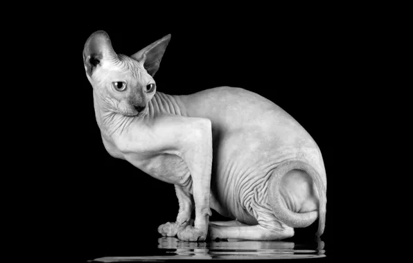 Cat, cat, pose, black background, sitting, black and white photo, Sphinx