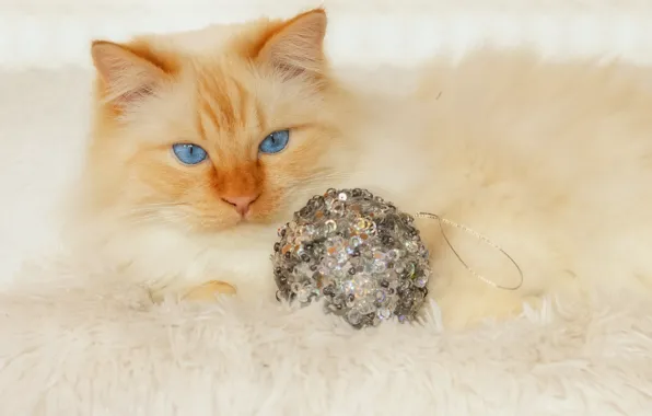 Cat, cat, look, pose, toy, ball, red, lies