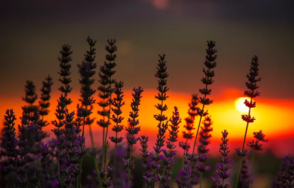 Picture sunset, glow, lavender