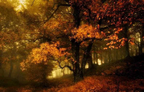 Picture autumn, forest, fog