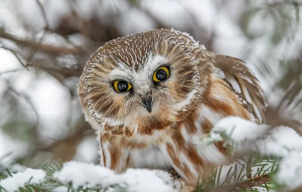 Picture look, snow, owl, bird, Tengmalm's owl