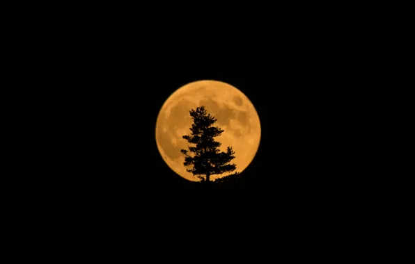 Tree, the moon, satellite, silhouette, Eclipse, Moon