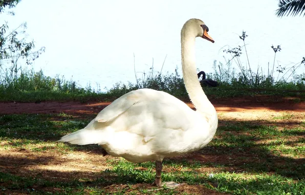 Birds, Brazil, Sao Paulo, Ibirapuera Park, Mute Swan (Cygnus olor)