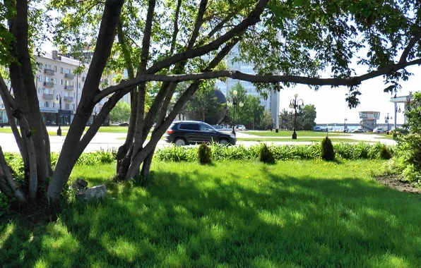 Trees, street, Omsk