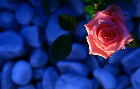 Picture leaves, light, blue, pebbles, stones, background, color, roses