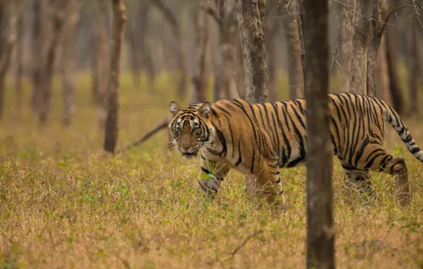Picture forest, grass, trees, tiger, predator, wild cat