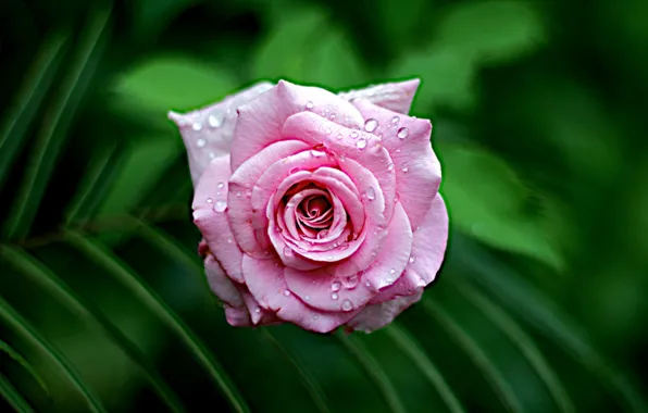 Flower, rose, bokeh, pink color