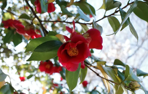 Flowers, branches, spring, red, flowering, bokeh, Camellia, Camellia