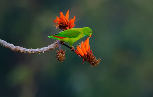 Flowers, branches, background, bird, parrot, Of eritrine, Spring hanging parrot