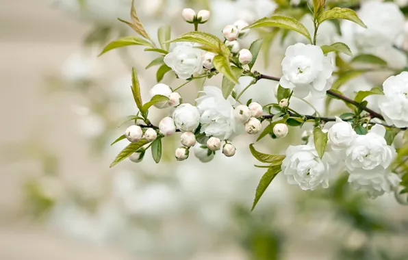 Leaves, branch, petals, white flowers