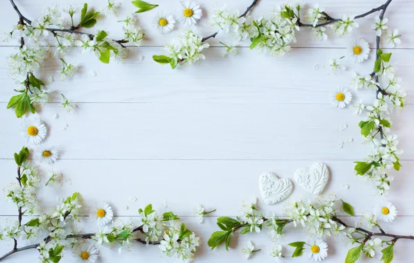 Picture flowers, branches, background, chamomile