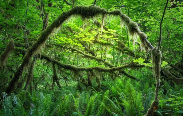 Greens, forest, moss, thicket, fern