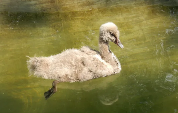 Animals, pond, widescreen, Wallpaper, wallpaper, widescreen, background, the Wallpapers