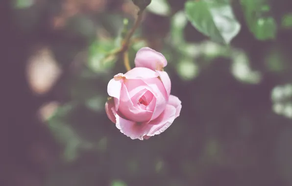 Picture flower, pink, rose, petals, Bud