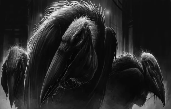 Birds, wings, head, feathers, beak, vultures