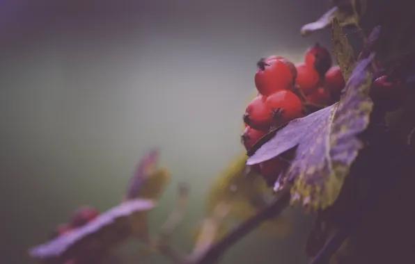 Autumn, leaves, berries